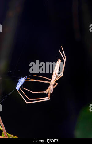 NET-Casting Spinne (Deinopis Longipes), im tropischen Regenwald von Madagaskar, Madagaskar, Nosy Be, Lokobe Reserva Stockfoto