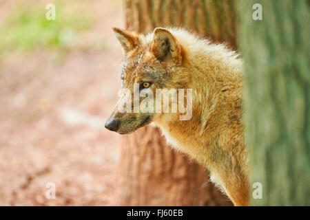 Europäische graue Wolf (Canis Lupus Lupus), Portrait eines Wolfes zwischen zwei Stämmen, Deutschland, Bayern Stockfoto