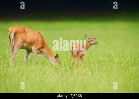 Rothirsch (Cervus Elaphus), Beweidung Damhirschkuh mit Kitz, Deutschland, Bayern Stockfoto