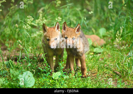 Europäische graue Wolf (Canis Lupus Lupus), wolf zwei Jungtiere zusammenstehen, Deutschland, Bayern Stockfoto