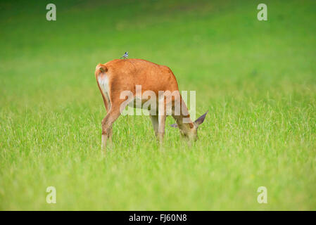 Rothirsch (Cervus Elaphus), Weiden Hirschkuh mit Trauerschnäpper Bachstelze auf ist zurück, Deutschland, Bayern Stockfoto