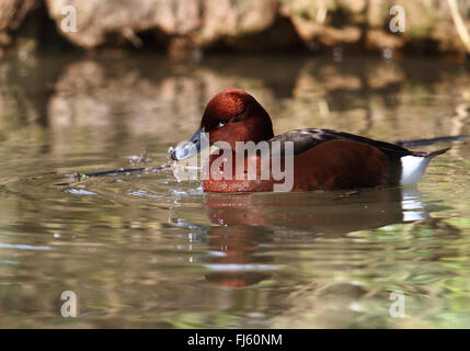 Eisenhaltige Ente (Aythya Nyroca) Stockfoto