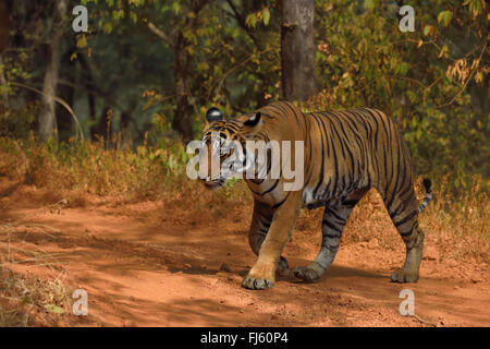 Royal Bengal Tiger Weibchen an ranthambhor Nationalparks, Rajasthan Indien Stockfoto