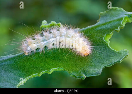 Buff Ermine Motte (Spilosoma Lutea, Spilosoma Luteum, Spilarctia Lutea), Raupe auf einer erodierten Leaf, Deutschland Stockfoto