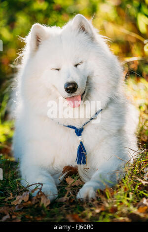 Lustiger glücklich weißen Samojeden Hund im Freien im Herbst Wald, Park. Lächelnd Hund. Stockfoto