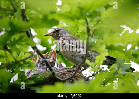 Wacholderdrossel (Turdus Pilaris), füttern Jungvögel betteln um im Nest, Deutschland, Bayern Stockfoto