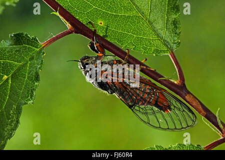 New Forest Zikade (Cicadetta Montana), an einen Zweig, Deutschland Stockfoto