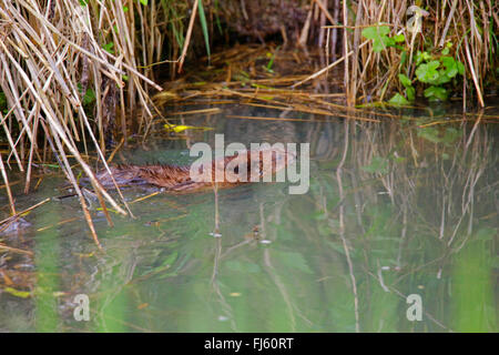 Bisamratte (Ondatra Zibethica), Schwimmen in eine Drainage Graben, Deutschland, Bayern Stockfoto