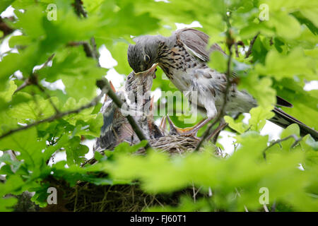 Wacholderdrossel (Turdus Pilaris), Fütterung der Jungvogel im Nest, Deutschland, Bayern Stockfoto