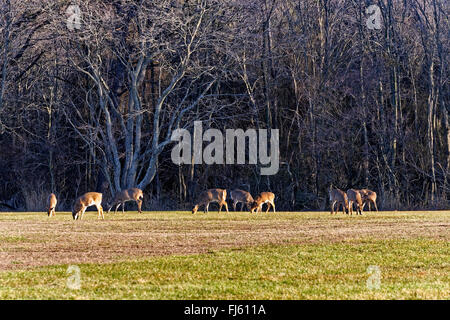 Weißschwanz-Hirsche grasen auf einem offenen Feld in der Nähe eines Waldes. Stockfoto