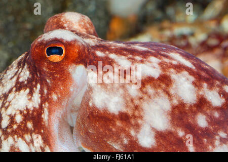 Gewellt, Oktopus, weniger Oktopus, gehörnten Oktopus (Eledone Cirrhosa, Ozeana Cirrosa), portrait Stockfoto