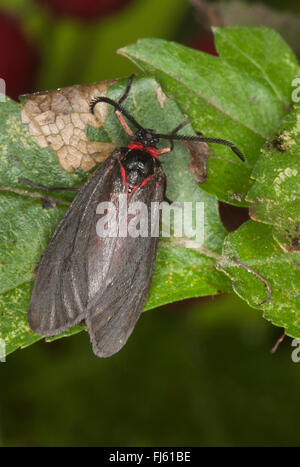 Mandelbaum Blatt Skeletonizer Motte (Aglaope Infausta), Deutschland Stockfoto