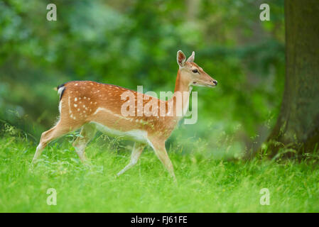 Damhirsch (Dama Dama, Cervus Dama), Hind in eine Wiese, Deutschland, Bayern Stockfoto