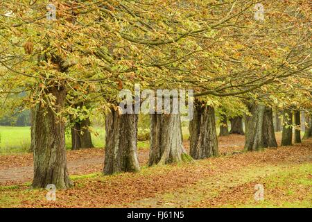 gemeinsamen Rosskastanie (Aesculus Hippocastanum), Kastanien-Allee im Herbst, Deutschland Stockfoto