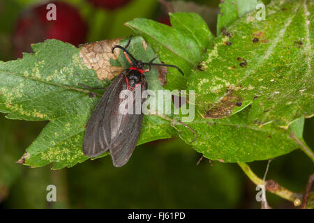 Mandelbaum Blatt Skeletonizer Motte (Aglaope Infausta), sitzt auf einem Blatt, Deutschland Stockfoto