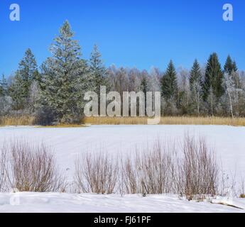 Moor Murnauer Moos, im Winter, Oberbayern, Oberbayern, Bayern, Deutschland Stockfoto