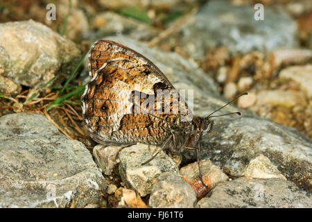 Äsche (Hipparchia Semele), sitzt auf dem Boden, Deutschland Stockfoto