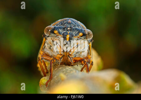 Gemeinsamen südlichen Zikade (Lyristes Plebejus, Tibicen Plebejus, Lyristes Plebeius Tibicen Plebeius), portrait Stockfoto