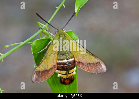 Olive Bee Hawk-Moth (Hemaris Croatica, Hemaris Croaticus), sitzt auf einem Blatt Stockfoto