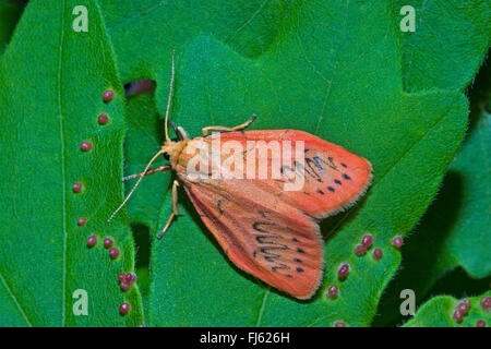 Rosig Lakai (Miltochrista Miniata, Phalaena Rosazea), sitzt auf einem Blatt, Deutschland Stockfoto