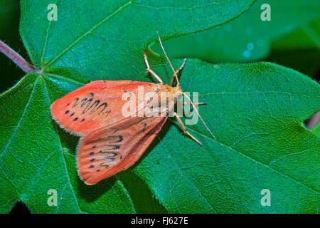 Rosig Lakai (Miltochrista Miniata, Phalaena Rosazea), sitzt auf einem Blatt, Deutschland Stockfoto