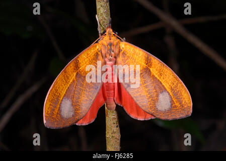 Tropischer Schmetterling in Madagaskar, Madagaskar, Nosy Be, Lokobe Reserva Stockfoto