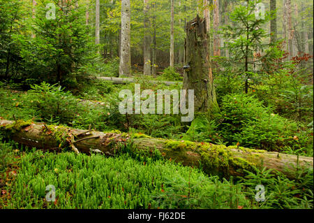 Berg, Sagwasser, Nationalpark Bayerischer Wald, Bayern, Deutschland Stockfoto