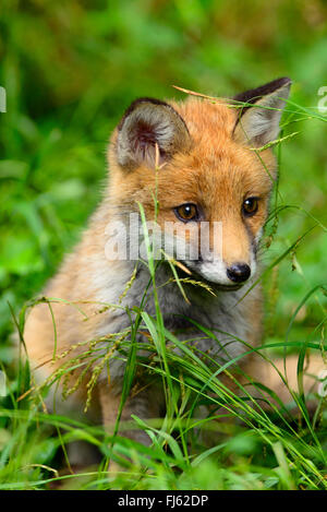 Rotfuchs (Vulpes Vulpes), Fox Cub sitzen auf dem Rasen, Deutschland, Nordrhein-Westfalen Stockfoto