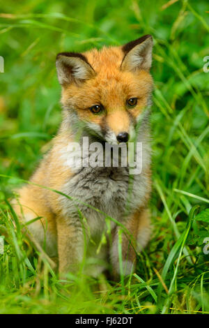 Rotfuchs (Vulpes Vulpes), Fox Cub sitzen auf dem Rasen, Deutschland, Nordrhein-Westfalen Stockfoto