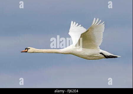 Höckerschwan (Cygnus Olor), im Flug, Deutschland Stockfoto