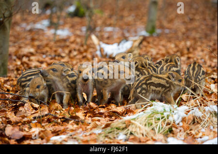 Wildschwein, Schwein, Wildschwein (Sus Scrofa), Shoats in einem Wald, Deutschland, Nordrhein-Westfalen Stockfoto