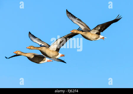 Graugans (Anser Anser), drei Graugänse im Flug, Niederlande Stockfoto