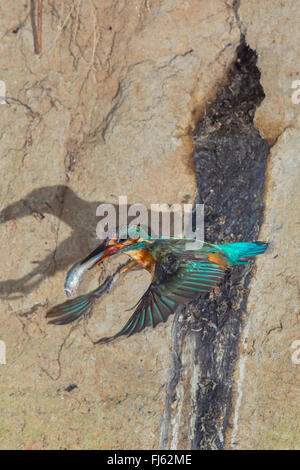 Fluss-Eisvogel (Alcedo Atthis), weiblichen Gefangenen Fisch in der Stückliste vor nistenden Loch, Deutschland, Bayern, Isental fliegen Stockfoto