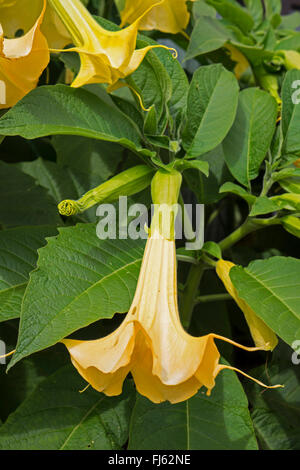 Baum der Engelstrompete (Brugmansia spec, Datura spec), Blume, Oberbayern, Oberbayern, Bayern, Deutschland Stockfoto