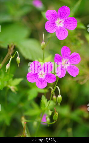 Holz-Storchschnabel (Geranium Sylvaticum), Blütenstand, Oberbayern, Oberbayern, Bayern, Deutschland Stockfoto