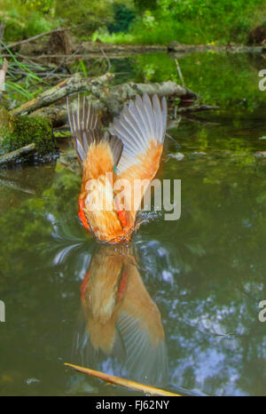 Fluss-Eisvogel (Alcedo Atthis), in der Nase tauchen für Fisch, Eintauchen in Wasser, Deutschland, Bayern, Isental Stockfoto