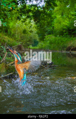 Fluss-Eisvogel (Alcedo Atthis), Weiblich, ausgehend von einem kleinen Fluss nach der erfolglosen Jagd, Deutschland, Bayern, Isental Stockfoto