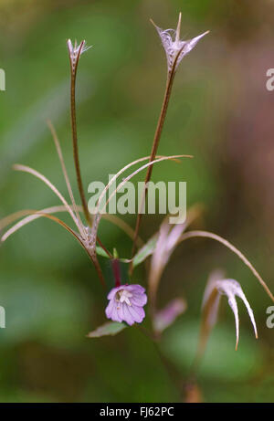 Weide-Kraut, Weide-Weed (Epilobium spec.), Blumen und Früchte, Oberbayern, Oberbayern, Bayern, Deutschland Stockfoto