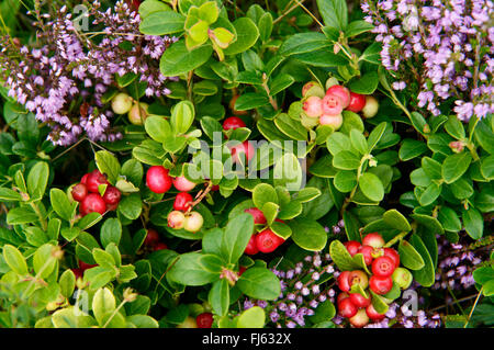 Preiselbeere, Foxberry, Preiselbeeren, Mountain Cranberry (Vaccinium Vitis-Idaea), Fruchtkörper zwischen blühender Heide, Deutschland, North Rhine-Westphalia, Hochheide Niedersfeld Stockfoto