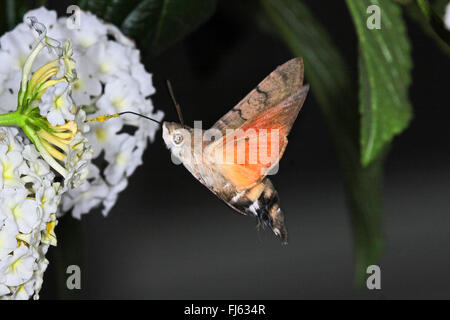 Kolibri Hawkmoth (Macroglossum Stellatarum), schwebt vor Lantana, Deutschland Stockfoto