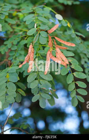 Robinie, gemeinsame Heuschrecke, Robinie (Robinia Pseudo-Akazie, Robinia Pseudoacacia Robinia Pseudacacia), Zweig mit Früchten, Deutschland Stockfoto