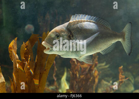 künstliche, aus Goldbrasse (Sparus Aurata, Sparus Auratus), Schwimmen Stockfoto