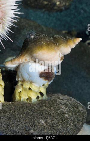 alten Wellhornschnecke, alten Neptun, gemeinsamen Spindel Schnecke, Neptun Schnecke, rote Wellhornschnecke, Buckie (Fusus Antiqua, Neptunea Antiqua), Eier Stockfoto