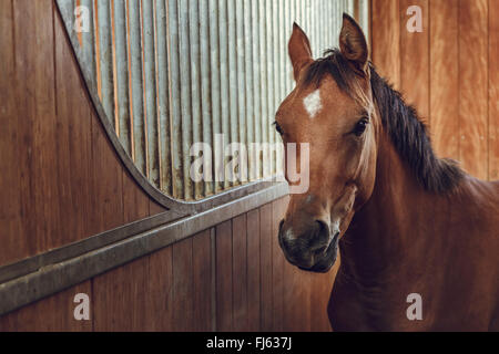 Porträt einer alert neugierig braune Pferd im Stall. Stockfoto