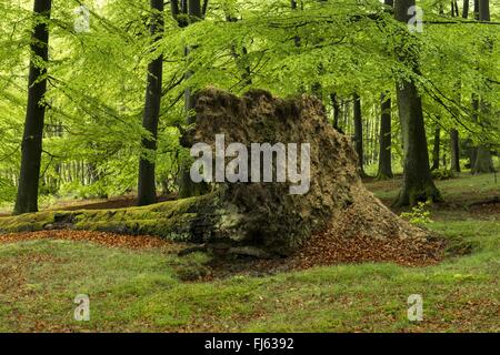 Rotbuche (Fagus Sylvatica), Fäulnis Baum Trunke in einem natürlichen Wald am Weg Wald, Deutschland, Nordrhein-Westfalen, Sauerland, Naturpark Arnsberger Wald Stockfoto