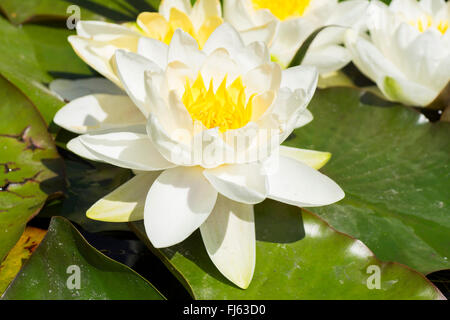 Weiße Seerose, weiße Lilie Teich (Nymphaea Alba), Blume, Oberbayern, Oberbayern, Bayern, Deutschland Stockfoto