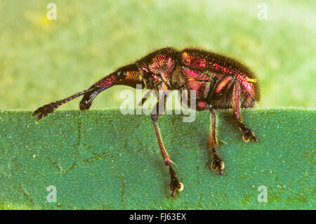 Pappel Blatt Roller Rüsselkäfer, Blatt-Rollen Rüsselkäfer (Byctiscus Populi, Bytiscus Populi), sitzt auf dem Rand eines Blattes, Deutschland Stockfoto