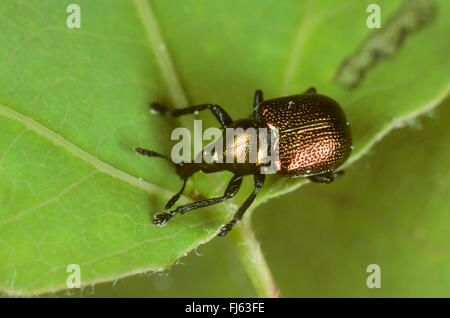 Pappel Blatt Roller Rüsselkäfer, Blatt-Rollen Rüsselkäfer (Byctiscus Populi, Bytiscus Populi), sitzt auf einem Blatt, Deutschland Stockfoto