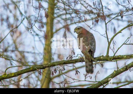 nördlichen Sperber (Accipiter Nisus), weibliche lauern in einem Baum, Niederbayern, Niederbayern, Bayern, Deutschland Stockfoto