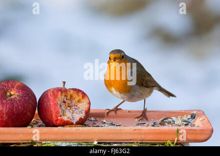 Rotkehlchen (Erithacus Rubecula), Fütterung auf dem Boden mit Apfel, Fütterung der Vögel im Winter, Deutschland Stockfoto